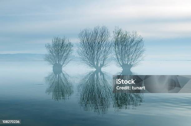 木に霧の湖 - かすみのストックフォトや画像を多数ご用意 - かすみ, 低湿地, 沼地