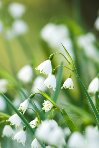 Blossoming snowdrop flowers in forest on sunny spring day. Lot of snowdrops, flower meadow. Beautiful springtime