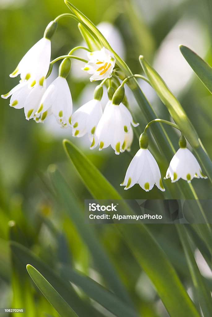 Sommer Schneeflocken-Blumen-IV - Lizenzfrei Baumblüte Stock-Foto