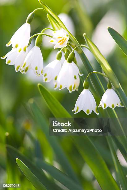 Sommer Schneeflockenblumeniv Stockfoto und mehr Bilder von Baumblüte - Baumblüte, Blatt - Pflanzenbestandteile, Blume