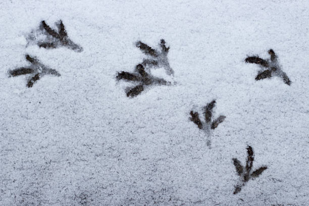 istock small bird tracks on the white snow, top view 1082703010