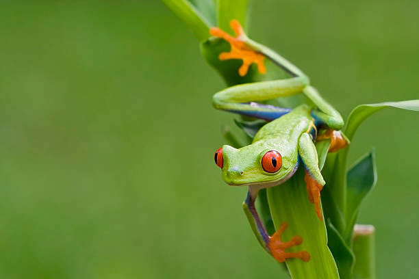 istock Colorful Red-eyed Tree Frog Peeping Around Background 108270383