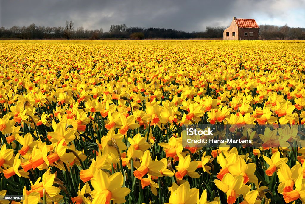 Solitario in un campo di fiori, appena prima della pioggia inizia a - Foto stock royalty-free di Narciso - Liliacee