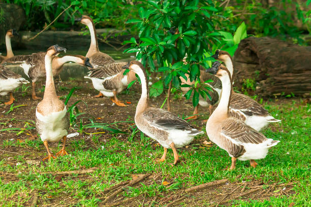 istock Goose walking in the lawn. 1082704322