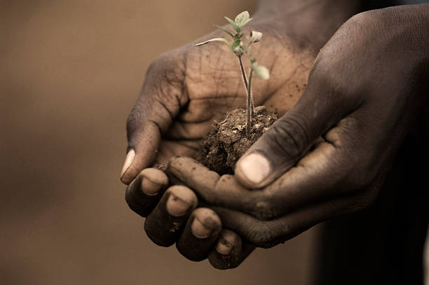 Person Holding Setzling von Plant – Foto