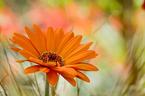 flor de orange - flower single flower orange gerbera daisy fotografías e imágenes de stock