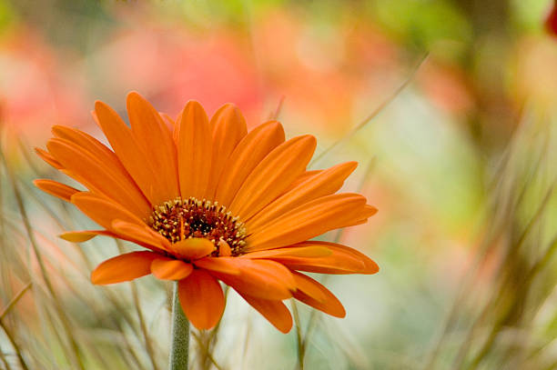 Close up of an orange flower in a field stock photo