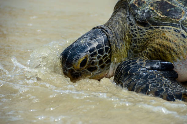 istock Return of Turtle to Water, 1082707108