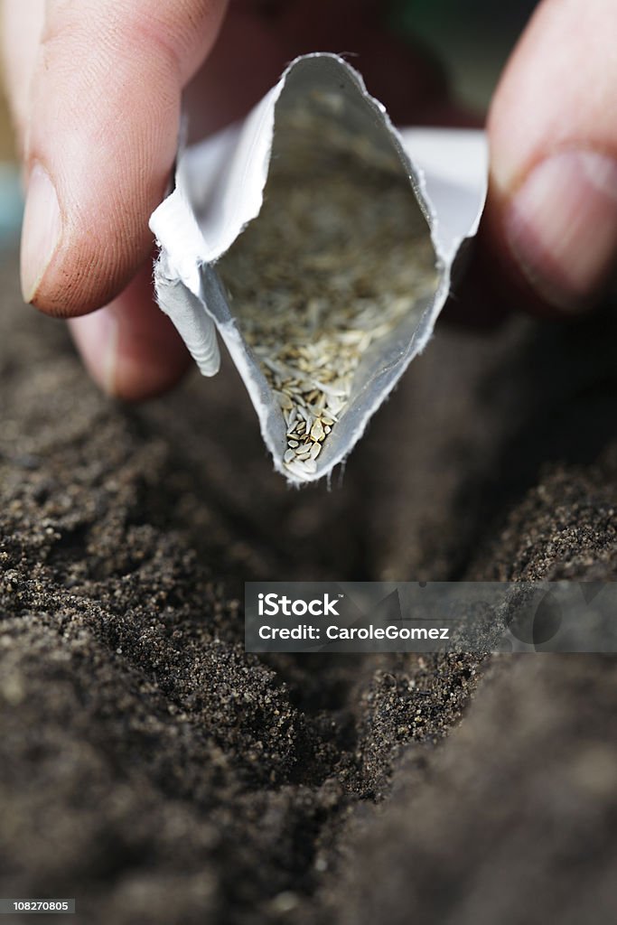 Close -up of ハンド種まき種からパケットを堆肥 - 種袋のロイヤリティフリーストックフォト