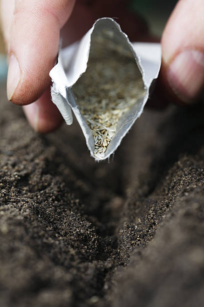 Close-up of Hand Sowing Seeds from Packet into Compost