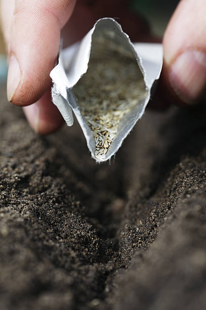 close-up de mão lançar sementes de pacote em adubo orgânico - seed packet - fotografias e filmes do acervo