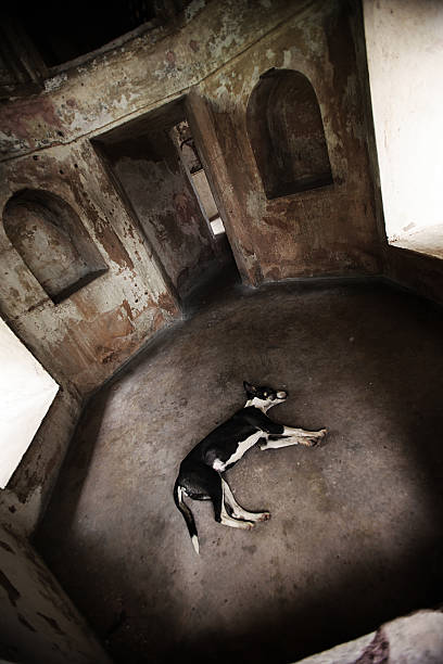 A stray dog rests from the heat of the Indian sun in an old forgotten temple.