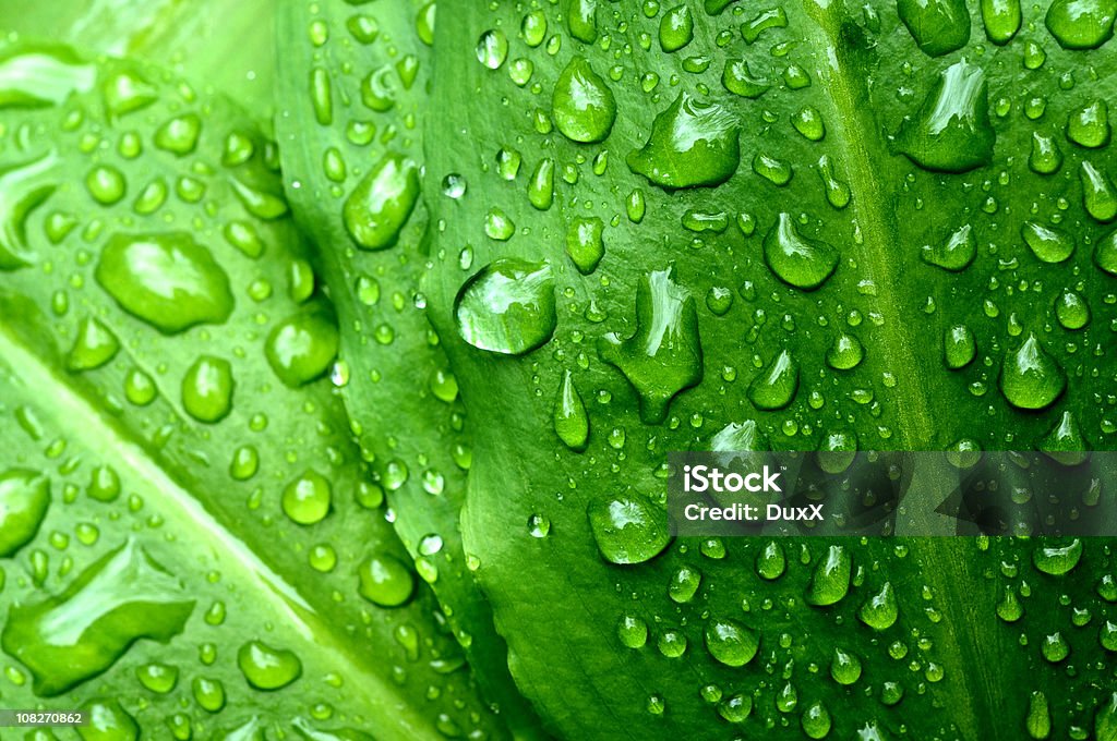 Folhagens verdes e a chuva cai fundo - Foto de stock de Beleza natural - Natureza royalty-free