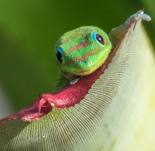 istock One Happy Maui Gecko 1082708686
