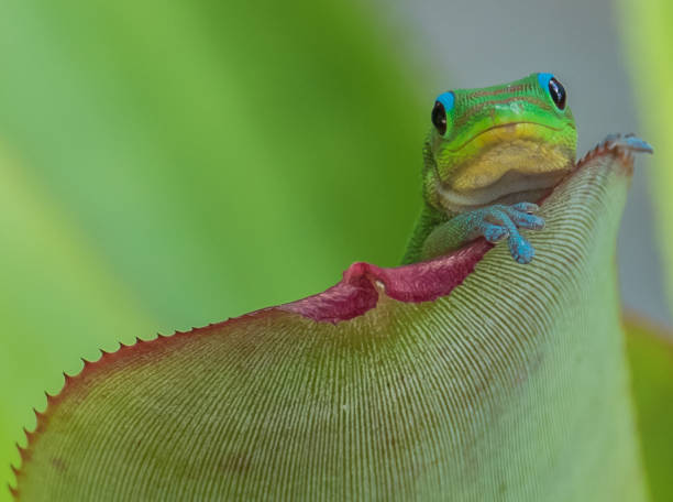 istock Cute Gecko Peeking over Edge of Leaf 1082708724