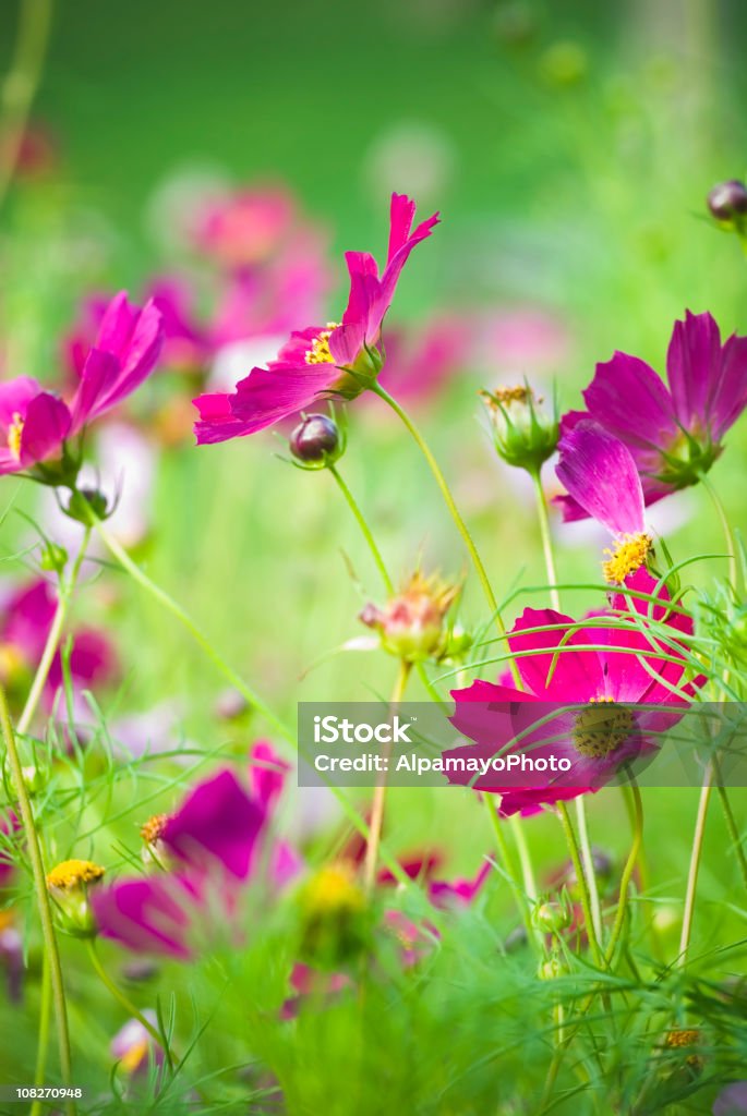 Sommer Garten mit Kosmos Blumen-I - Lizenzfrei Baumblüte Stock-Foto