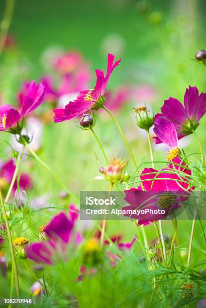 Sommer Garten Mit Kosmos Blumeni Stockfoto und mehr Bilder von Baumblüte - Baumblüte, Blume, Blumenbeet