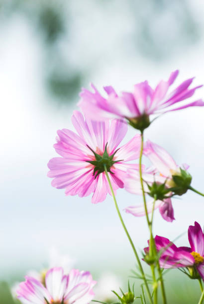 Beautiful cosmos are blooming at a flower field in Saitama.