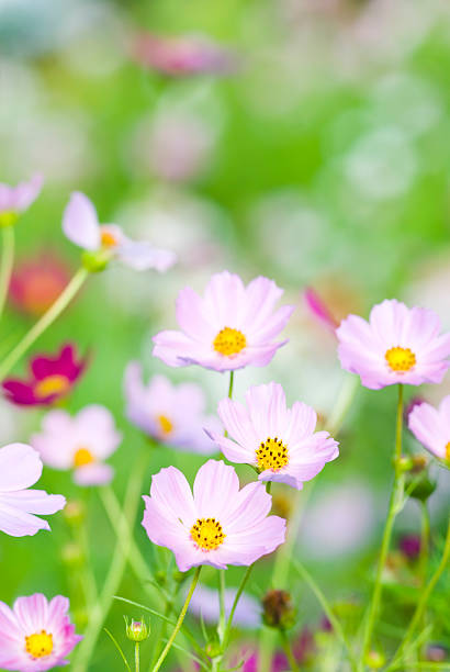 colorful cosmos flowers on a beautiful day