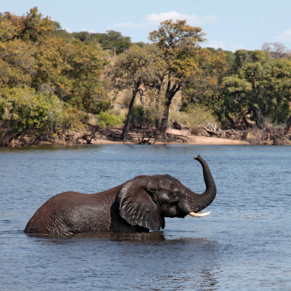 Tourist observe elephants in the edge of Chobe National Park, Botswana, Africa