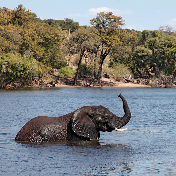 African Elephant wading; Chobe River, Botswana, trunk raised.  waist deep in water stock pictures, royalty-free photos & images
