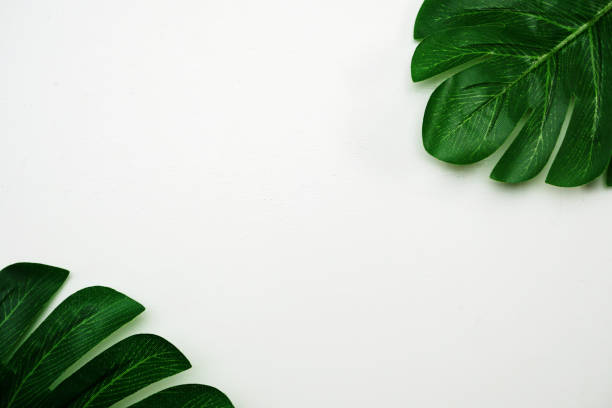 istock tropical leaves monstera and space copy on white background 1082713106