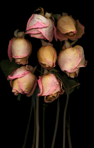 A bouquet of dried,dying pink roses against a black background.