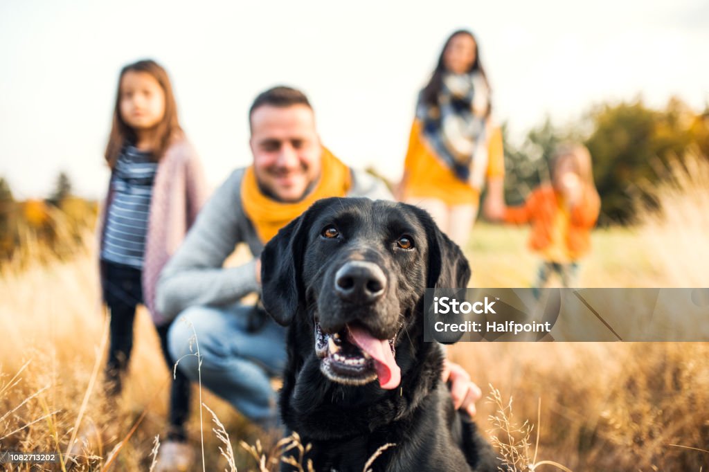 A young family with two small children and a dog on a meadow in autumn nature. A young family with two small children and a black dog on a meadow in autumn nature. Dog Stock Photo