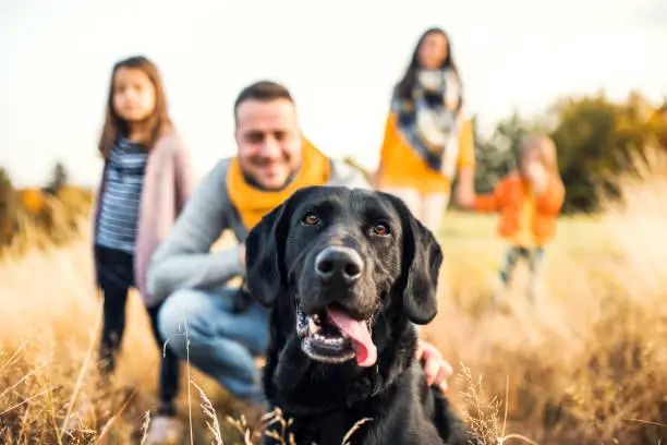 Photo of A young family with two small children and a dog on a meadow in autumn nature.