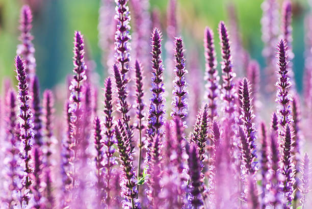 pianta perenne sage (salvia nemarosa),'amethyst'- x - salvia foto e immagini stock