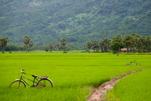 Two bicycles belonging to farmers are parked in a rice field beside a muddy path in Vietnam's Mekong Delta.