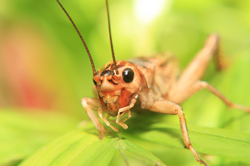 Macro of a cricket on a leaf

[url=/search/lightbox/7036481/?refnum=kerkla#45d76e][img]http://stockpage.de/misc/istock/banner/banner_vetta.jpg[/img][/url]