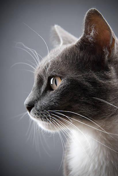 Young gray cat stock photo