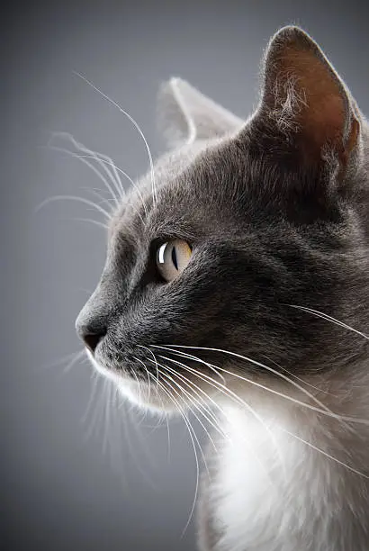 Photo of Young gray cat