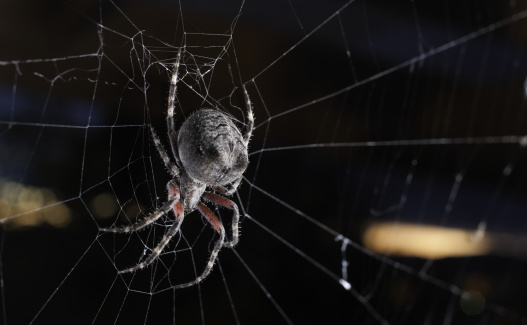 Macro photograph of a female black widow spider guarding her egg sac. She is poised and ready to defend.