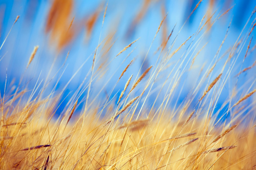 Grass reeds at the beach\n[url=/file_search.php?action=file&lightboxID=6755659][img]http://www.druvoart.com/istock/small/Vetta.jpg[/img][/url]