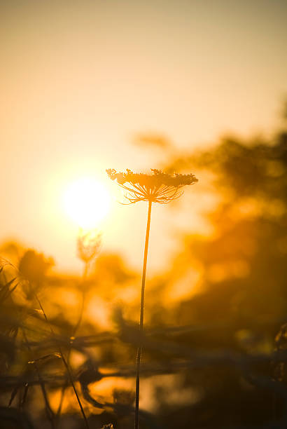istock Toward the Sun series: Queen Anne's lace - I 108272046