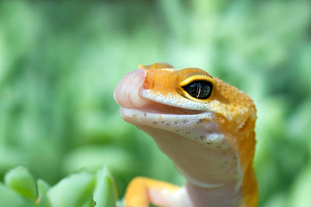 Leopard Gecko with tongue out Leopard Gecko with tongue out reptile tongue stock pictures, royalty-free photos & images