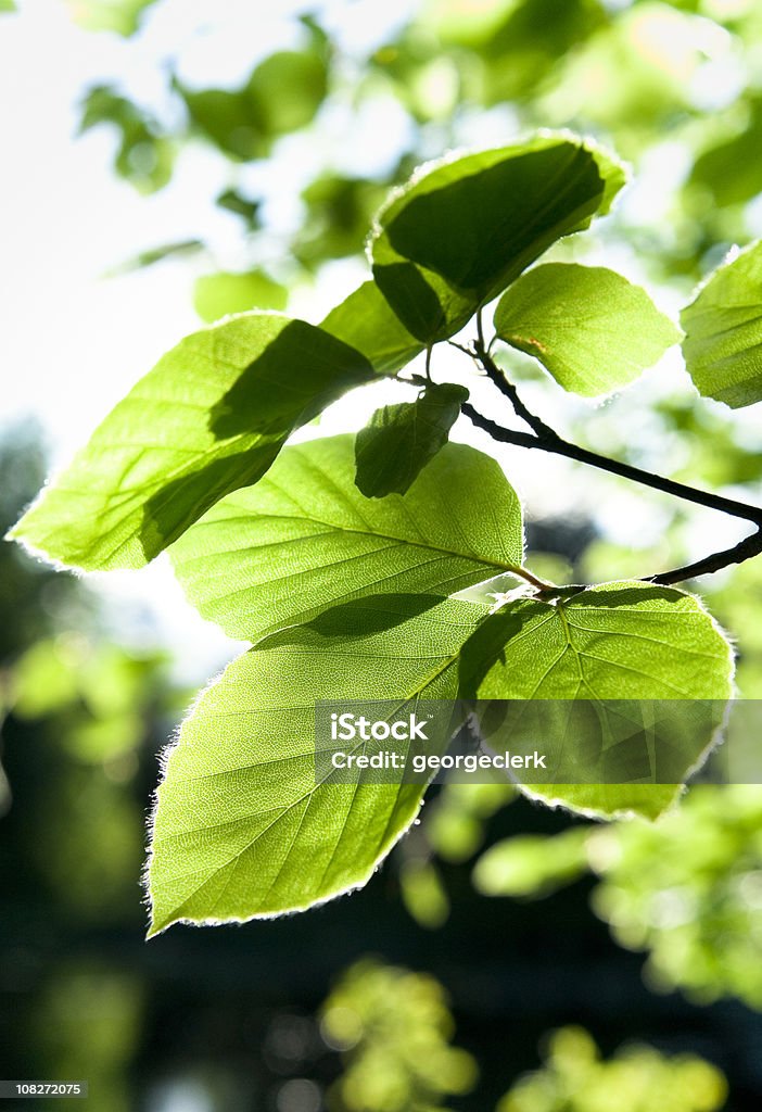 Буковое листья в весенний - Стоковые фото Без людей роялти-фри
