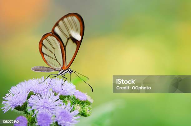 Clearwing Butterfly Greta Oto - zdjęcia stockowe i więcej obrazów Motyl Greta oto - Motyl Greta oto, Kostaryka, Kwiat - Roślina