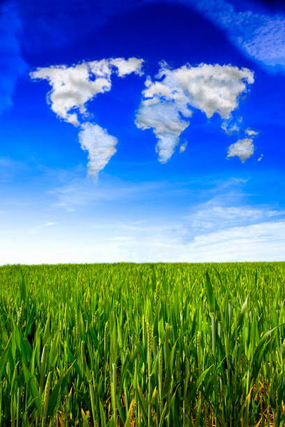 Green field full of wheat and blue sky. Eye level view.
