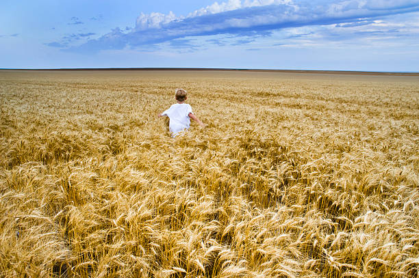 Horizontal color image of a rural Boy Running through a wheat field before harvest with dramatic sky and copy-space. (note some motion blur)