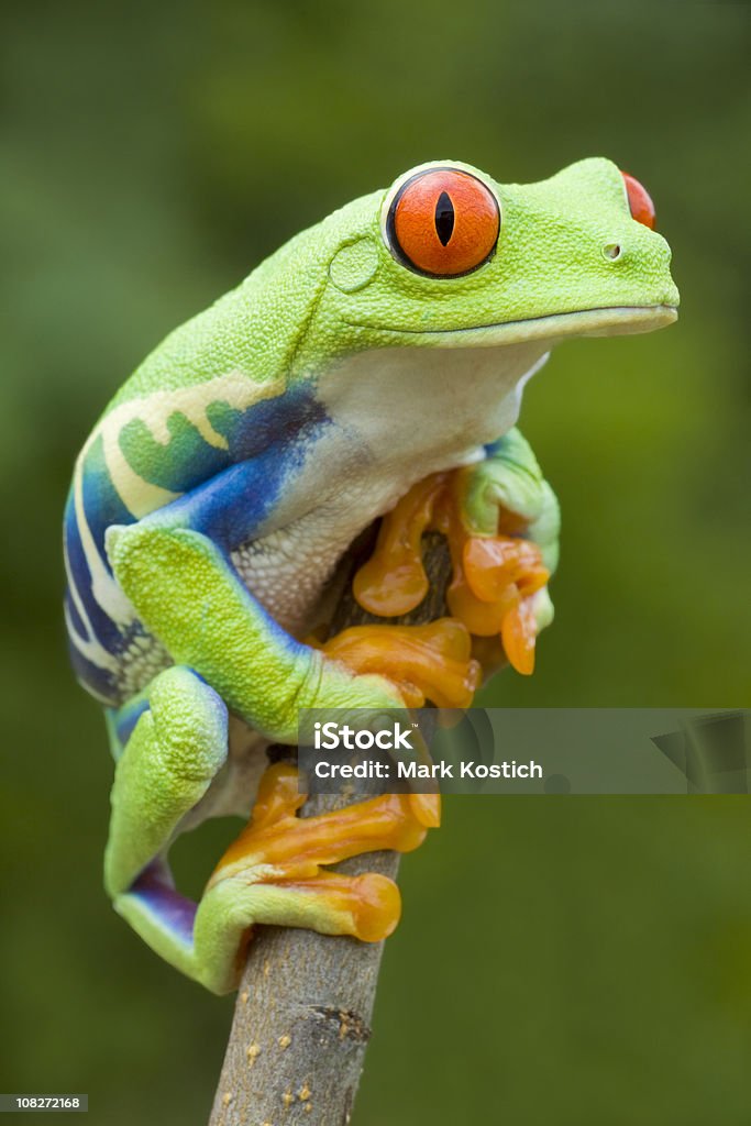 강렬함 색상 붉은눈나무개구리 - 로열티 프리 개구리 스톡 사진