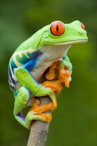 Vivid Color - Red-eyed Tree Frog
[url=http://www.istockphoto.com/file_search.php?action=file&lightboxID=6833833] [img]http://www.kostich.com/frogs.jpg[/img][/url]

[url=http://www.istockphoto.com/file_search.php?action=file&lightboxID=10814481] [img]http://www.kostich.com/rainforest_banner.jpg[/img][/url]