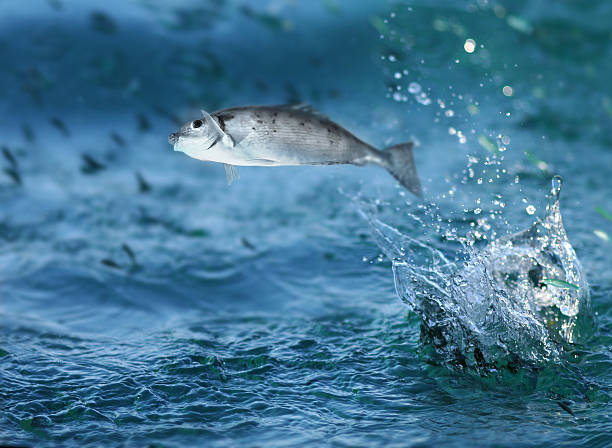 Small fish jumping out of water stock photo