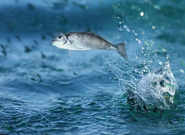fish jumping out of water
[url=/file_search.php?action=file&lightboxID=7068041][img]http://farm3.static.flickr.com/2661/4013967434_2bc0d73024_o.jpg[/img][/url]