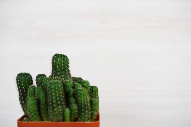 istock cactus succulent in flower pot on wooden background 1082721882