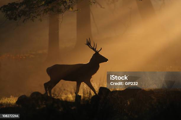 Deer A Través De Sunbeams Foto de stock y más banco de imágenes de Ciervo - Ciervo, Ciervo venado, Bosque