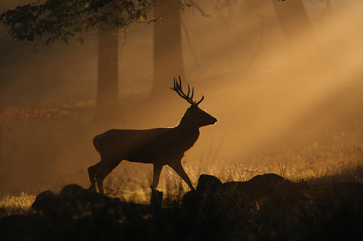 White tailed Deer in the field in the morning mist