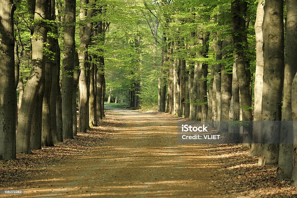 Frühling-Wald in den Niederlanden mit lane - Lizenzfrei Baum Stock-Foto